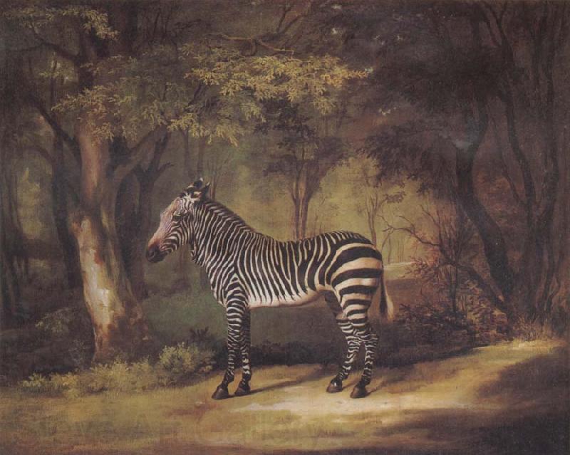 George Stubbs A Zebra Spain oil painting art